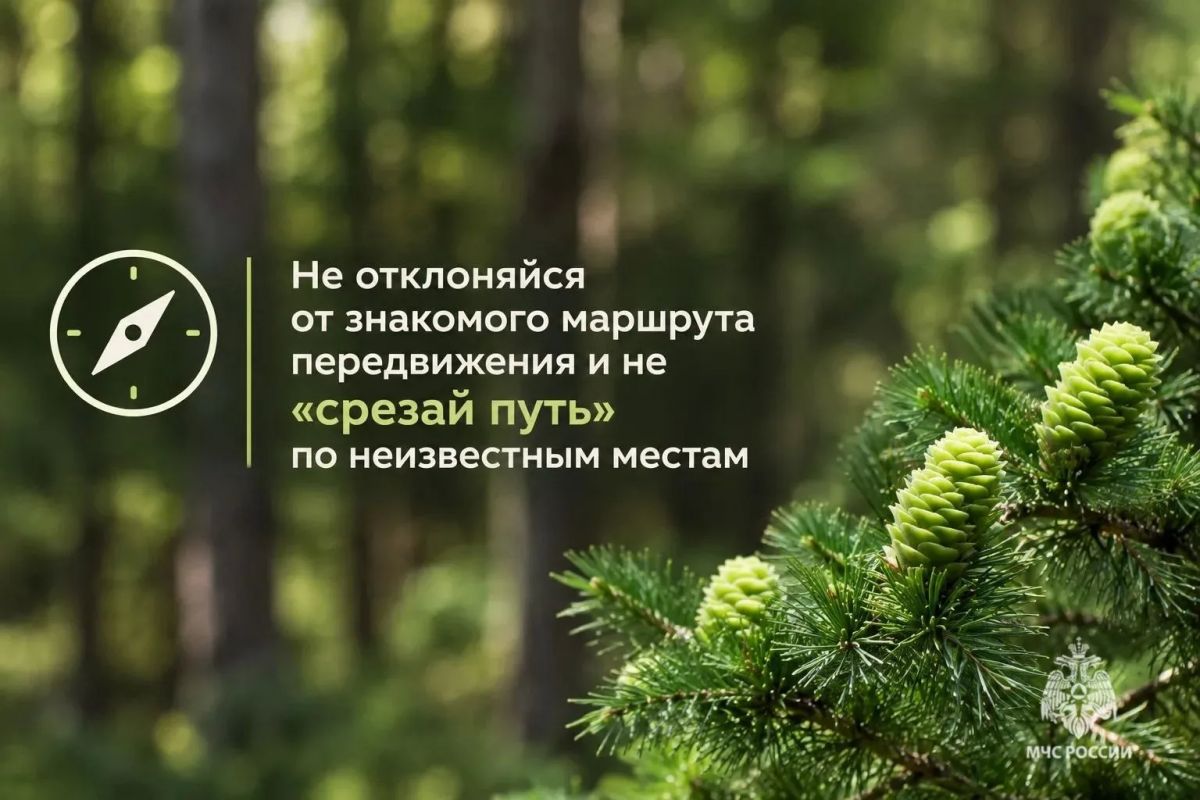 Тихая охота без риска: как не потеряться в лесу Тихая охота без риска: как не потеряться в лесу