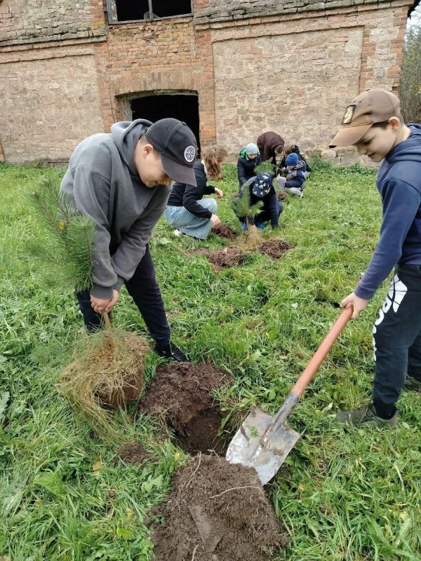 Юные волонтёры высадили сосны на «Молодёжной» аллее Юные волонтёры высадили сосны на «Молодёжной» аллее