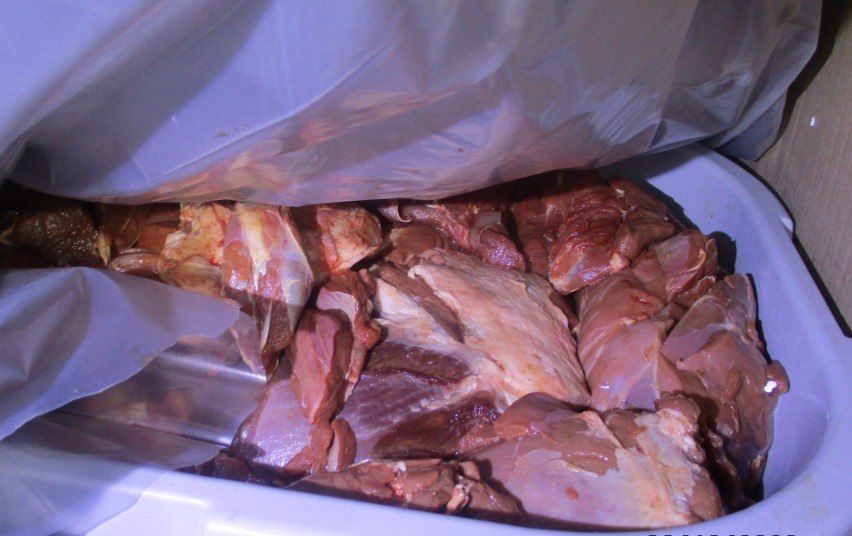 В Псковской области предотвратили незаконный ввоз тонны мяса диких животных