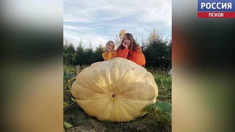 Псковские садоводы собрали урожай наград на конкурсе "АгроГиганты" Псковские садоводы собрали урожай наград на конкурсе "АгроГиганты"