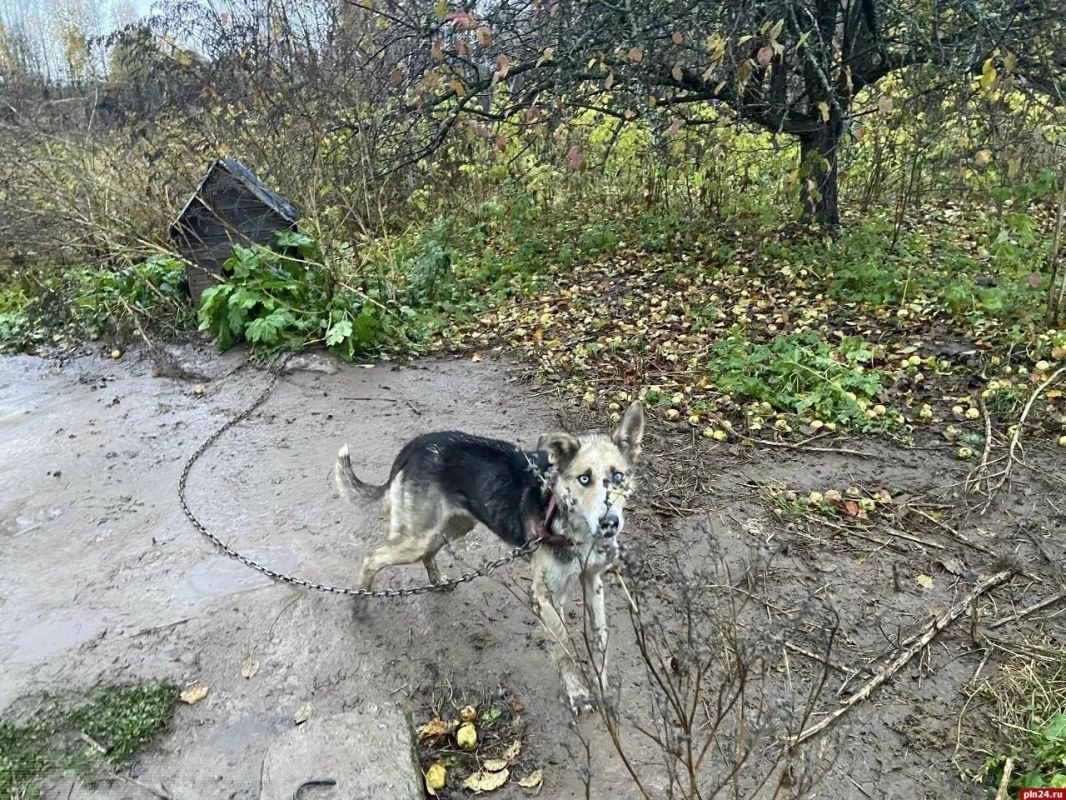 «Концлагерь безумной собирательницы»: в гдовской деревне морят голодом шесть собак «Концлагерь безумной собирательницы»: в гдовской деревне морят голодом шесть собак
