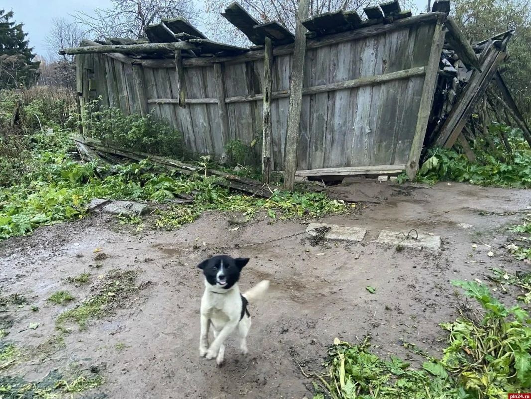 «Концлагерь безумной собирательницы»: в гдовской деревне морят голодом шесть собак «Концлагерь безумной собирательницы»: в гдовской деревне морят голодом шесть собак