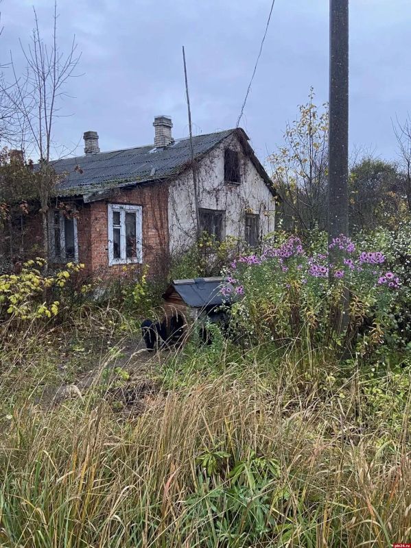 «Концлагерь безумной собирательницы»: в гдовской деревне морят голодом шесть собак «Концлагерь безумной собирательницы»: в гдовской деревне морят голодом шесть собак